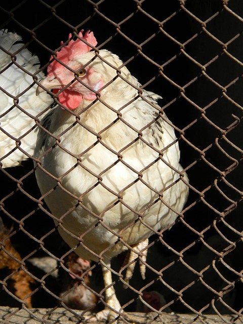 意大利球员 意大利球员